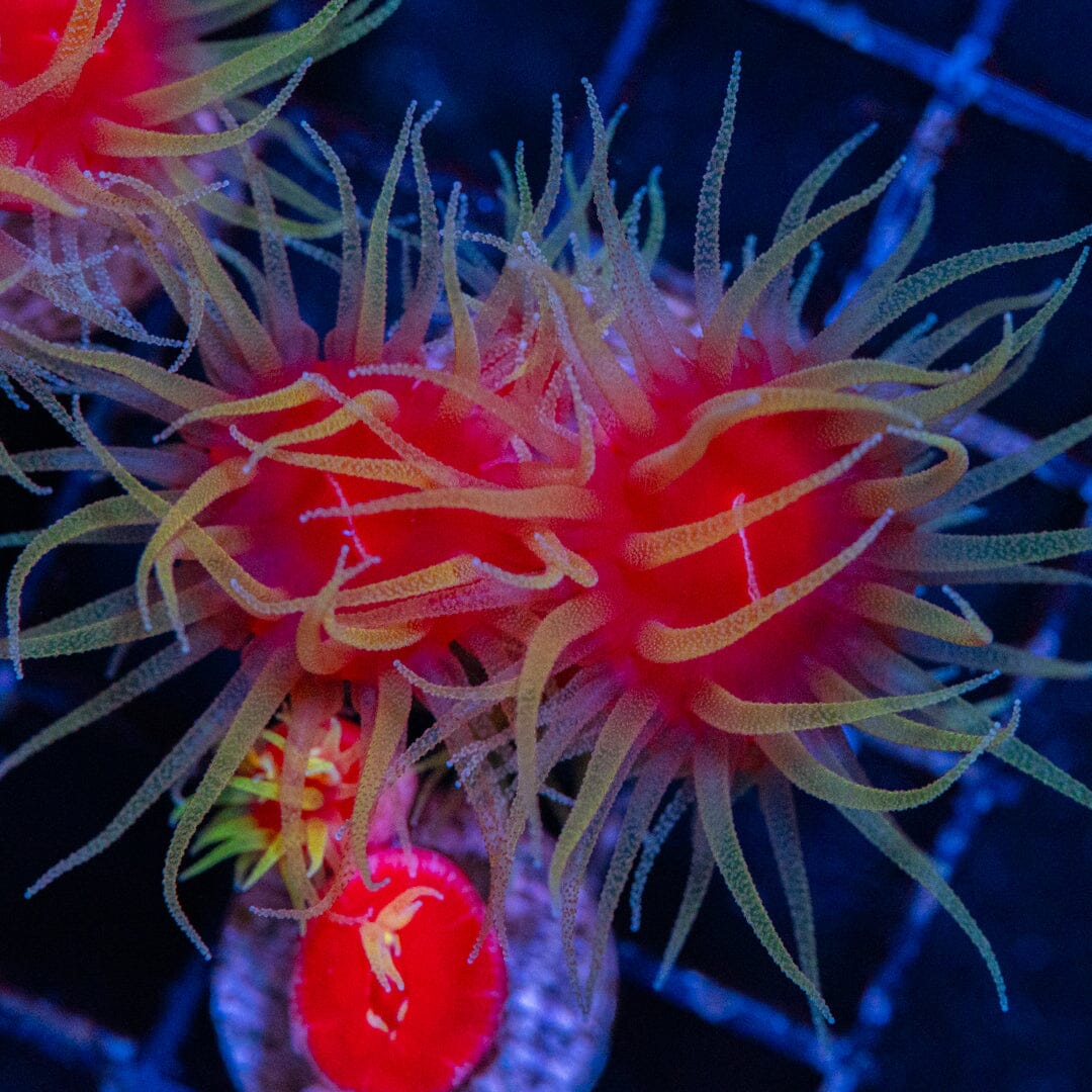Fat Head Dendrophyllia 6A - WYSIWYG LPS Coral Reef Lounge USA 