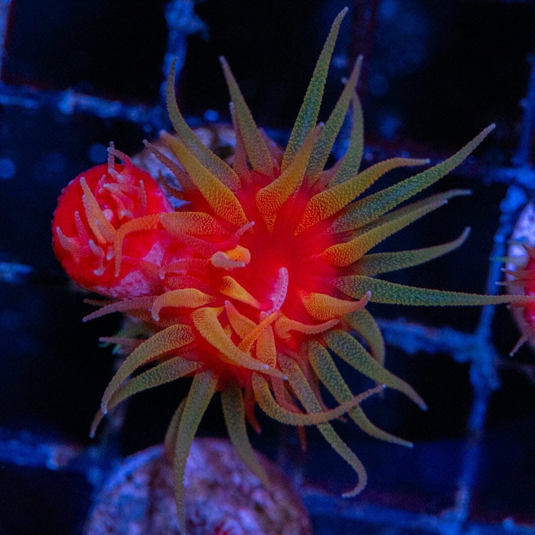 Fat Head Dendrophyllia 7A - WYSIWYG LPS Coral Reef Lounge USA 
