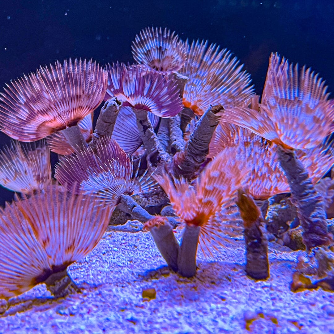 Feather Duster Reef Lounge Coral 