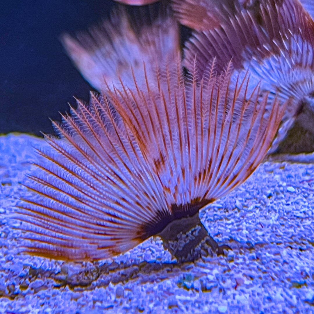 Feather Duster Reef Lounge Coral 