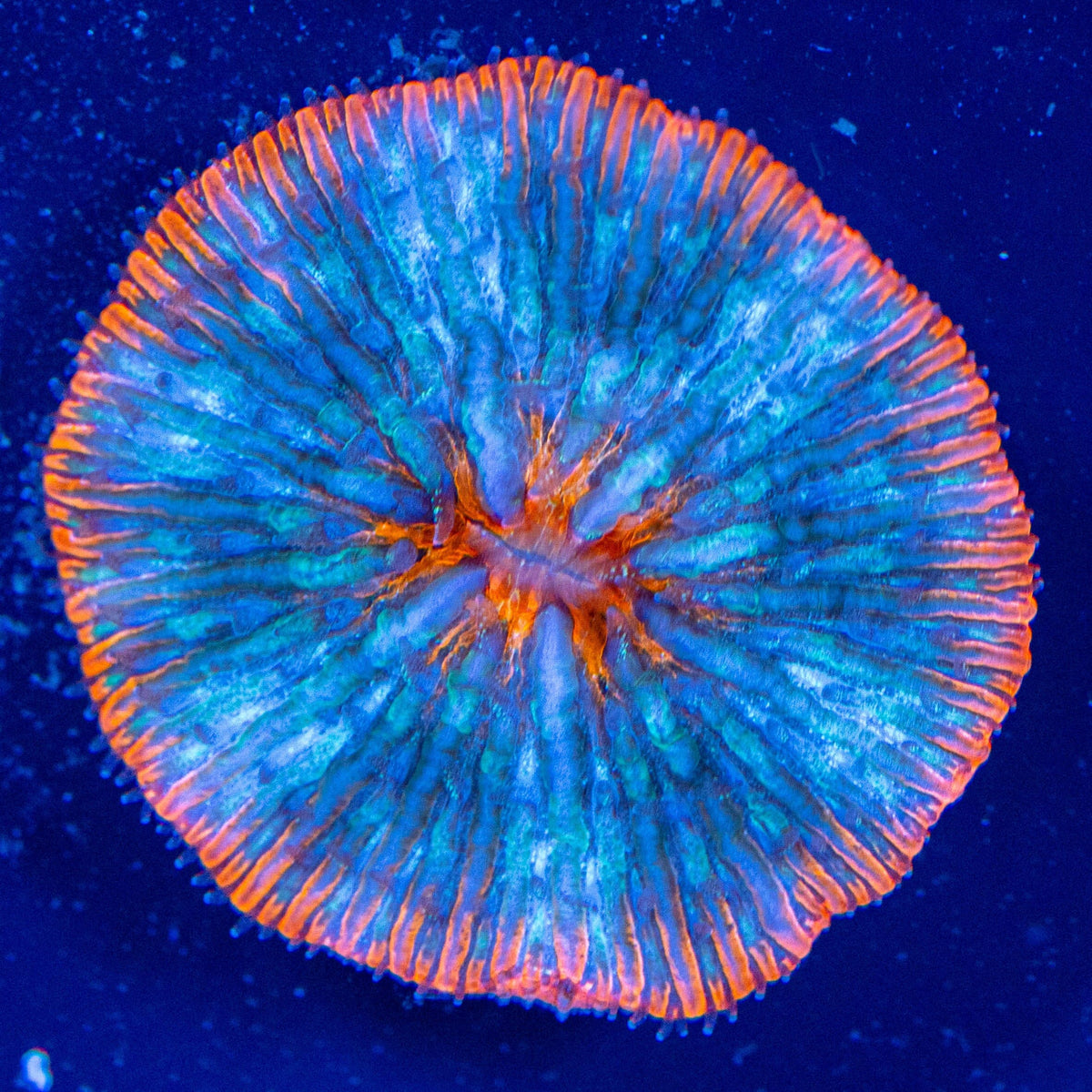 Fire & Ice Plate Coral - WYSIWYG Reef Lounge Coral 