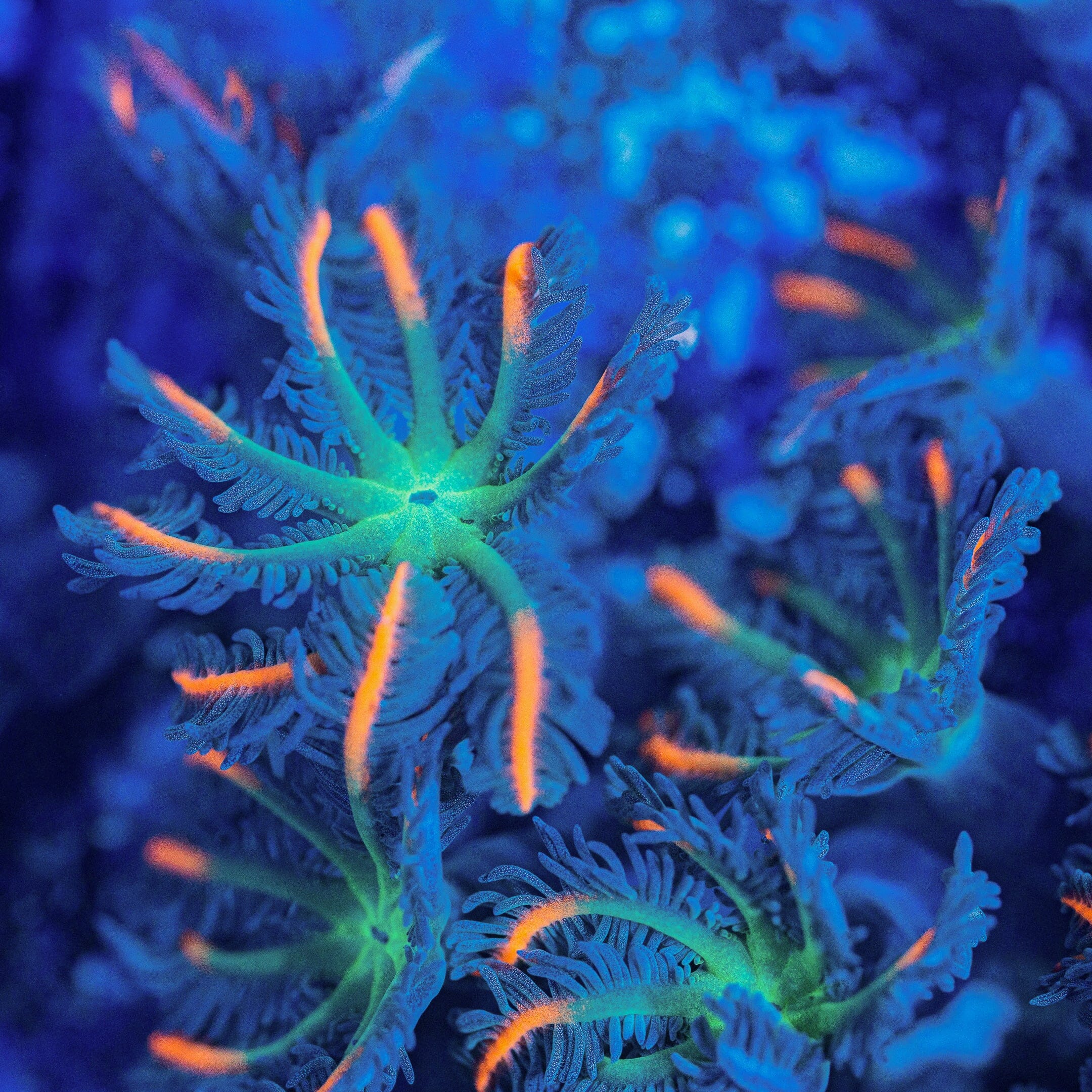 Firework Clove Polyps Soft Coral Reef Lounge USA 