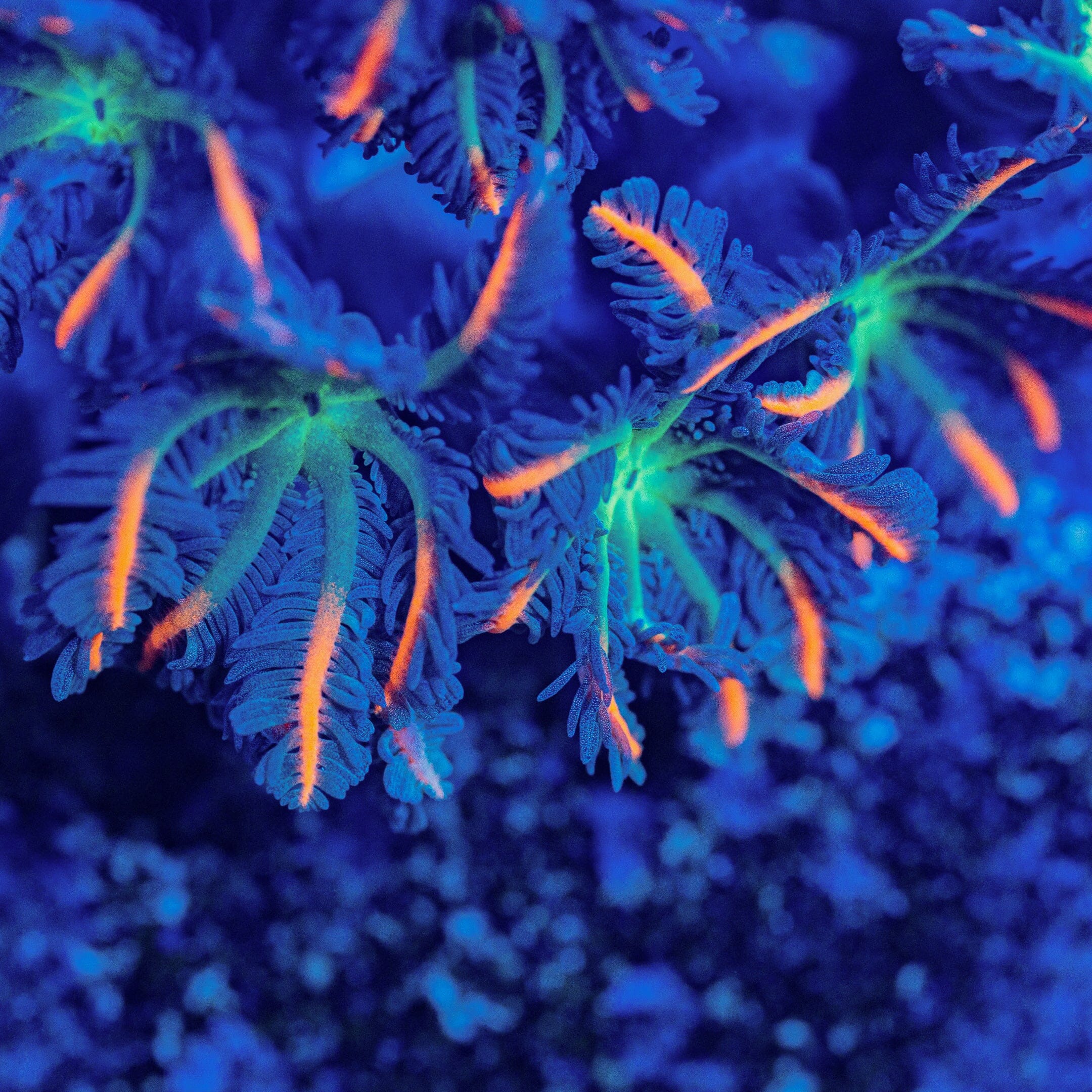 Firework Clove Polyps Soft Coral Reef Lounge USA 