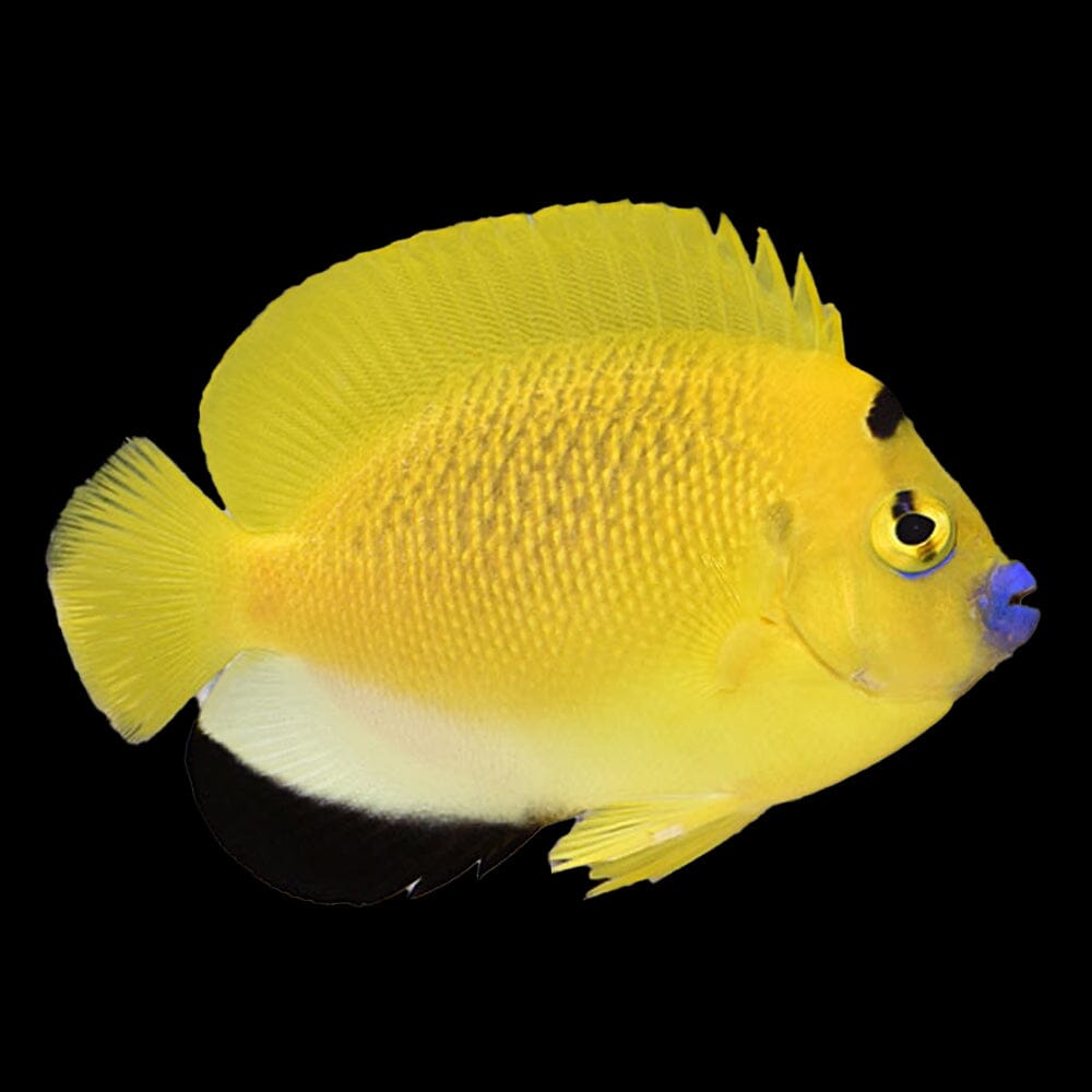 Flagfin Angelfish Fish Reef Lounge USA 