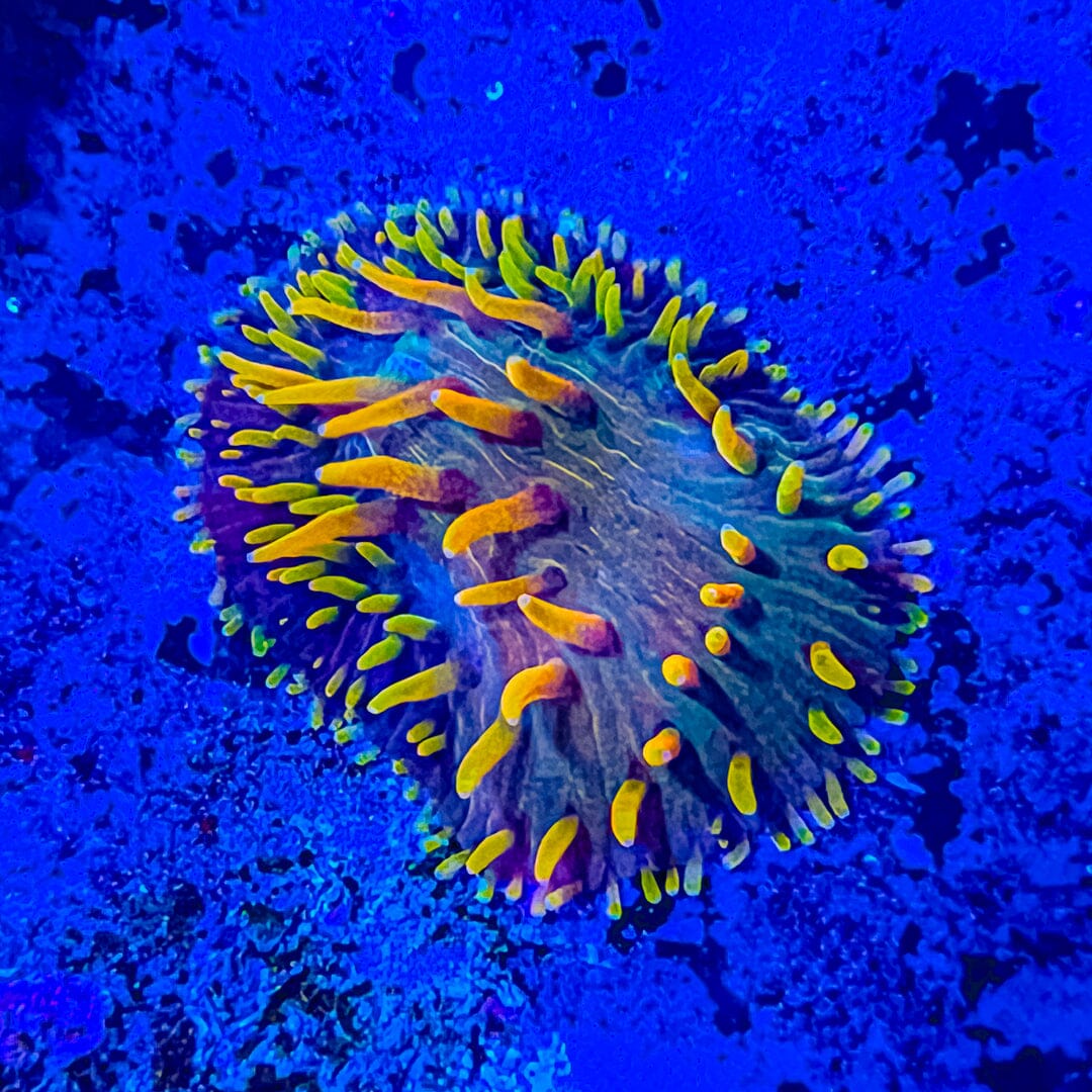 Flame Tip Diaseris Plate (WYSIWYG) Reef Lounge Coral 