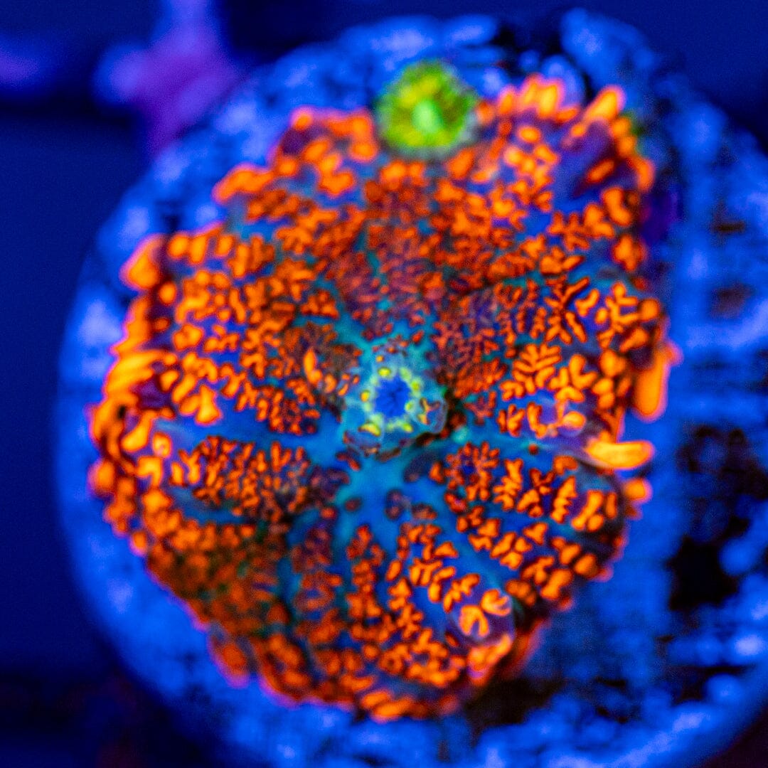 Forest Fire Rhodactis 1G - WYSIWYG LPS Coral Reef Lounge USA 