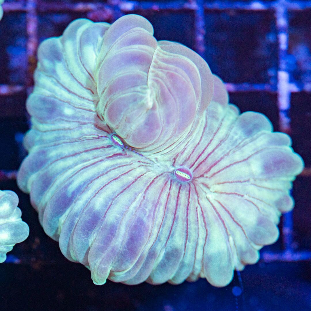 Fox Coral 1B - WYSIWYG Reef Lounge Norco 