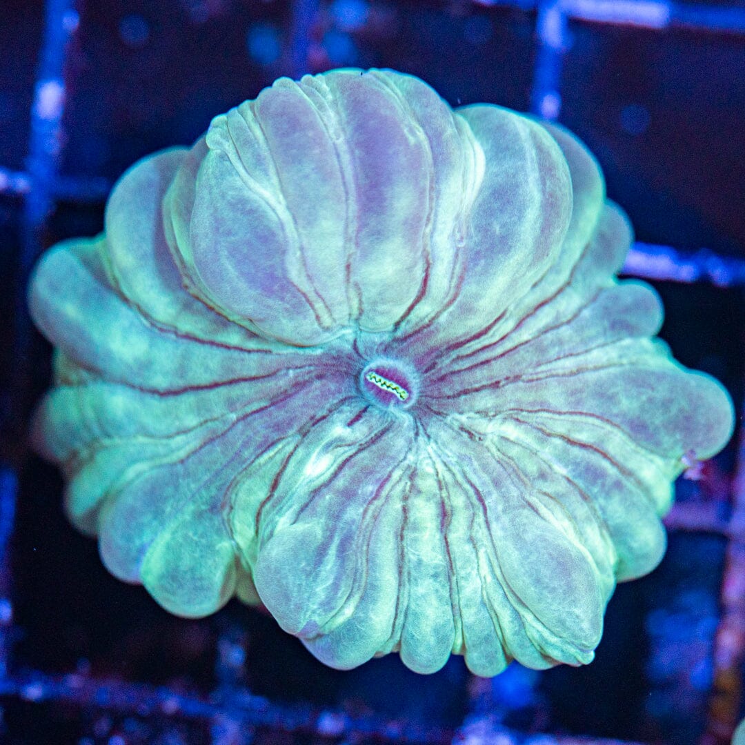 Fox Coral 2B - WYSIWYG Reef Lounge Norco 