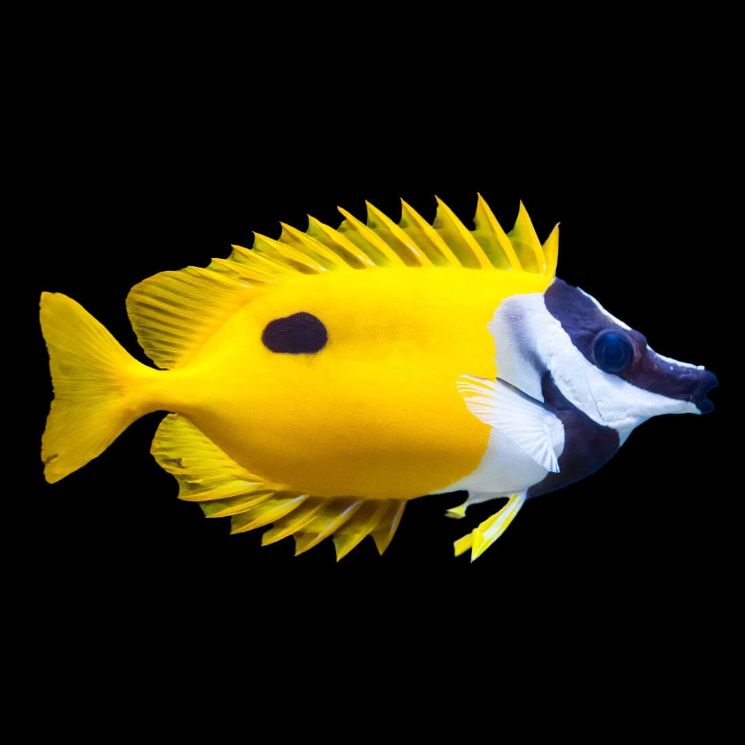 Foxface Rabbitfish Fish Reef Lounge USA 