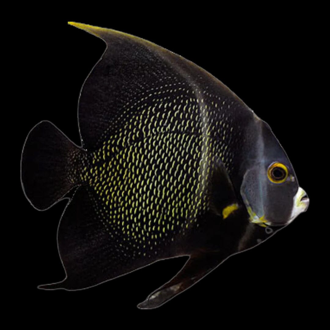 French Angel Fish Reef Lounge Coral 