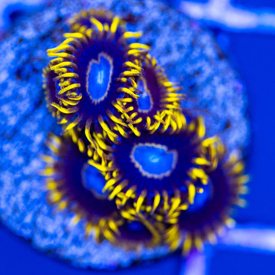 Frozen Hornet - Overgrown Zoanthid Plugs 3A - WYSIWYG Reef Lounge Coral 