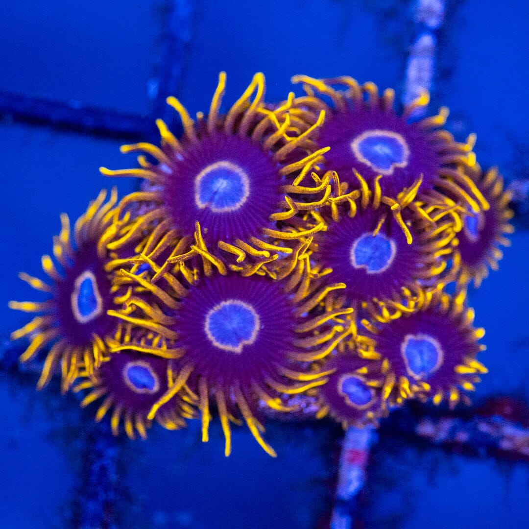 Frozen Hornet Zoanthids - WYSIWYG Mini Colony Reef Lounge Coral 