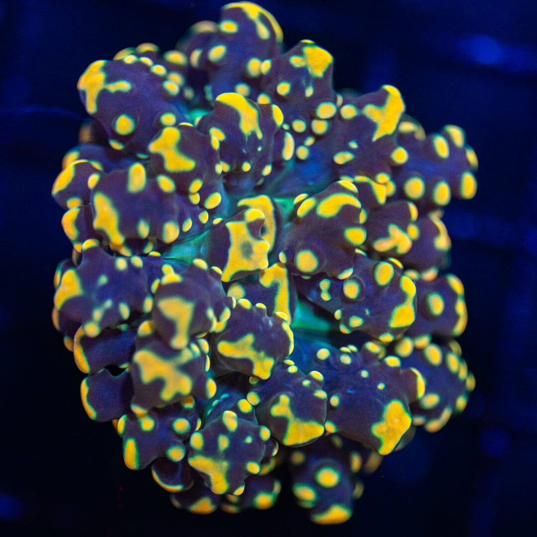 Funky Tip Octospawn - WYSIWYG Reef Lounge Norco 