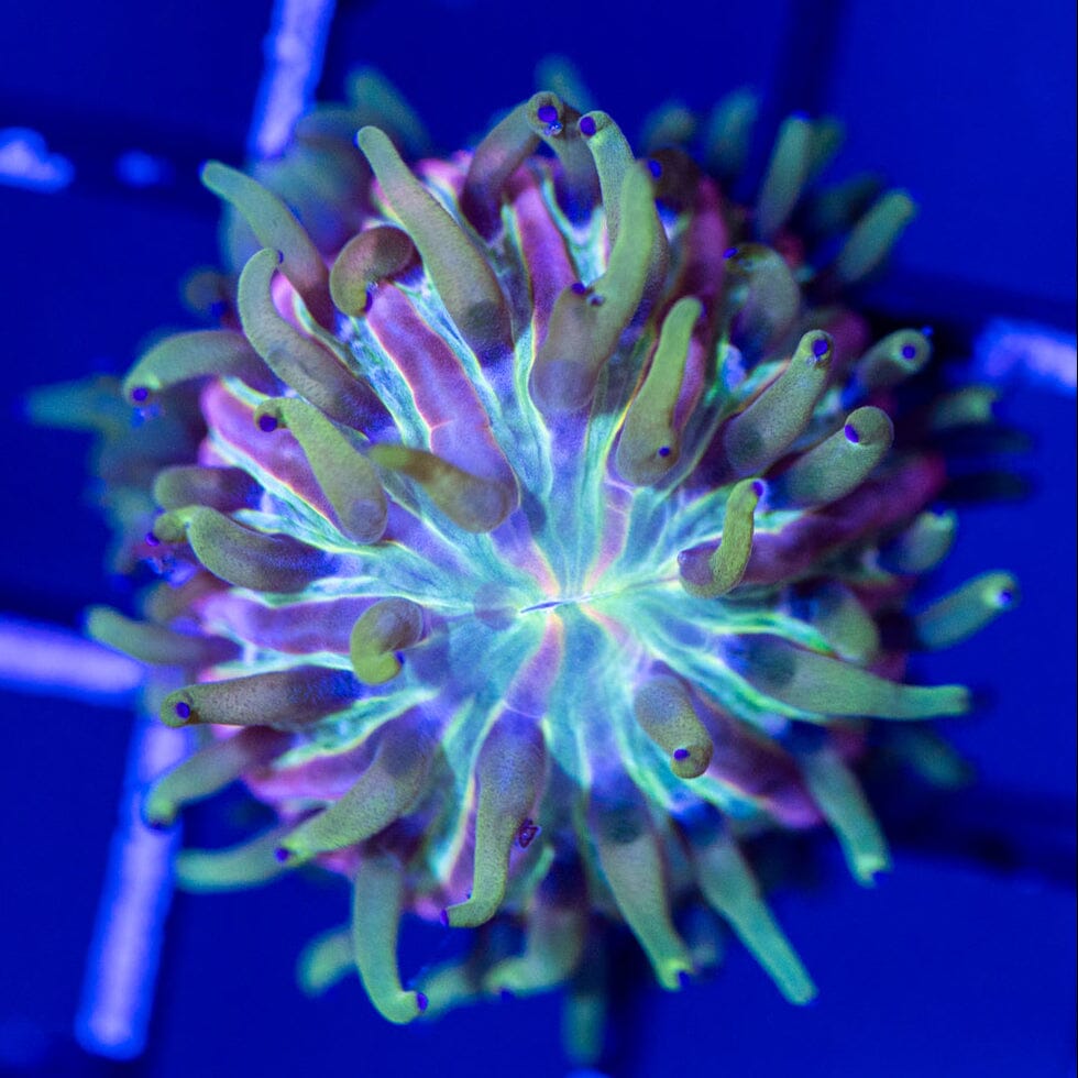 Fuzzy Plate Coral 1A - WYSIWYG Reef Lounge Coral 