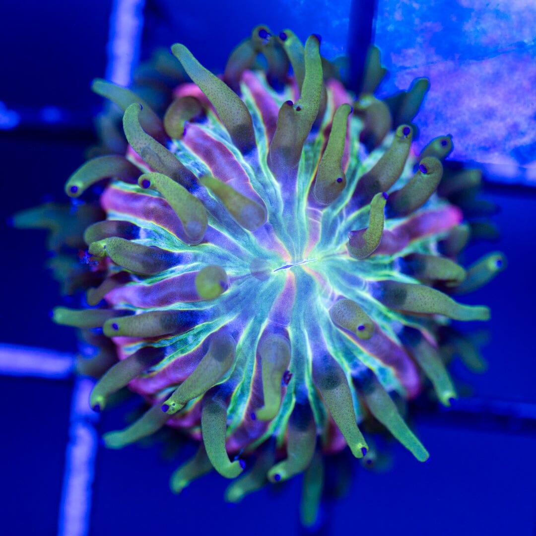 Fuzzy Plate Coral 2A - WYSIWYG Reef Lounge Coral 