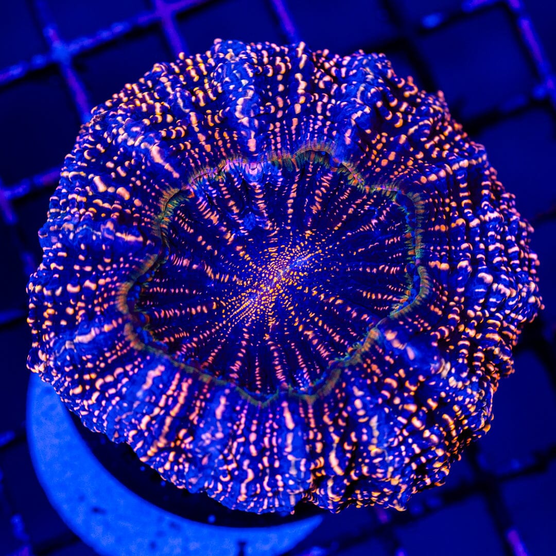 Glitter Acanthophyllia 1E - WYSIWYG LPS Coral Reef Lounge USA 