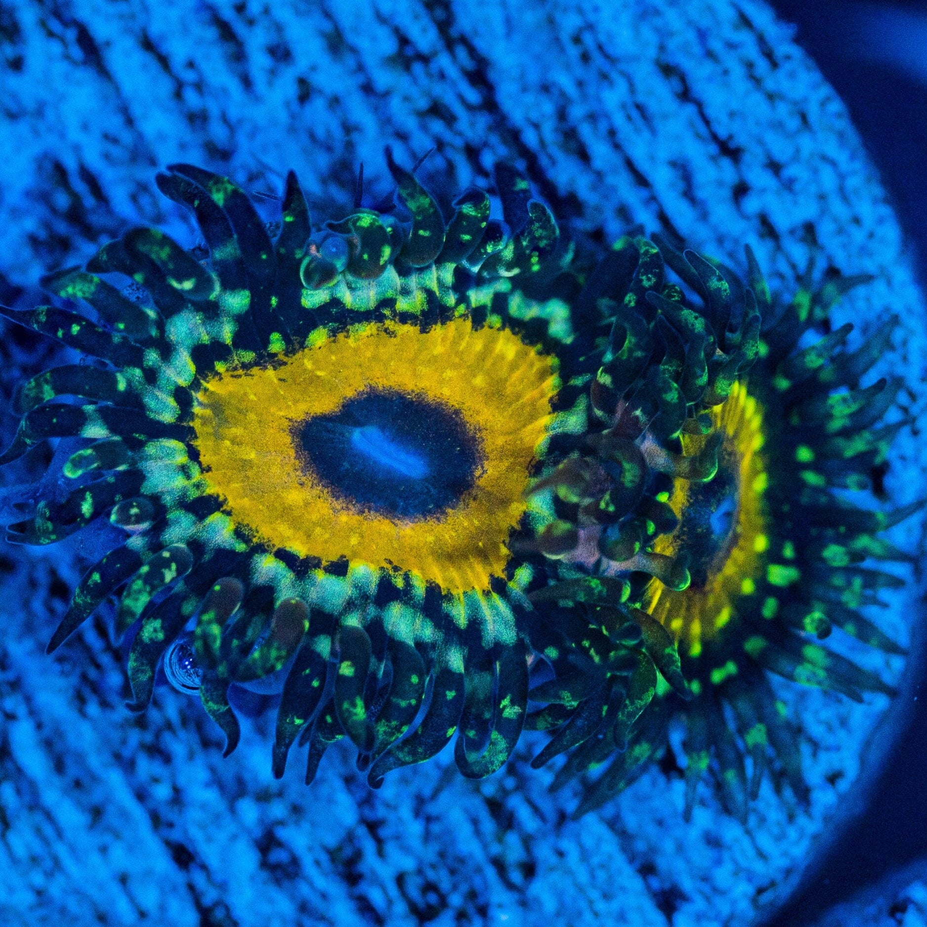 God Beast Zoanthids Reef Lounge USA 