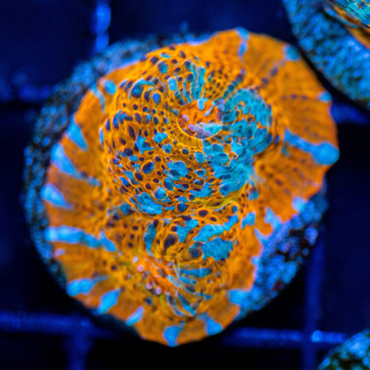 Goku Chalice Frag 2A - WYSIWYG Reef Lounge Coral 