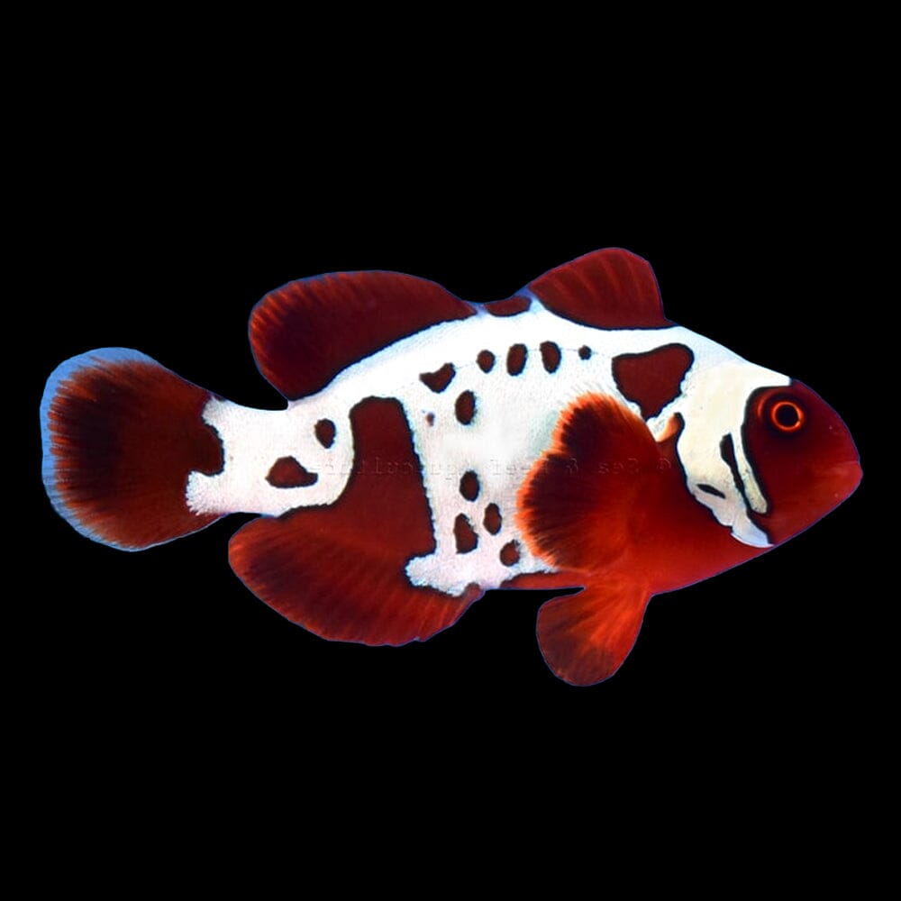 Gold Lightning Maroon Clownfish Fish Reef Lounge USA 