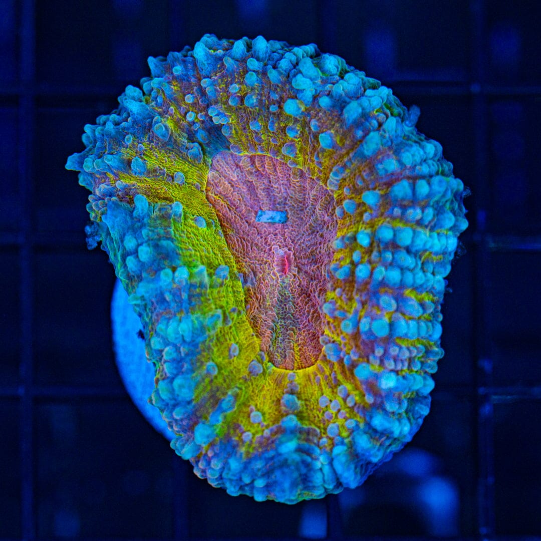 Gold & Pink Lobophyllia - WYSIWYG Reef Lounge Coral 