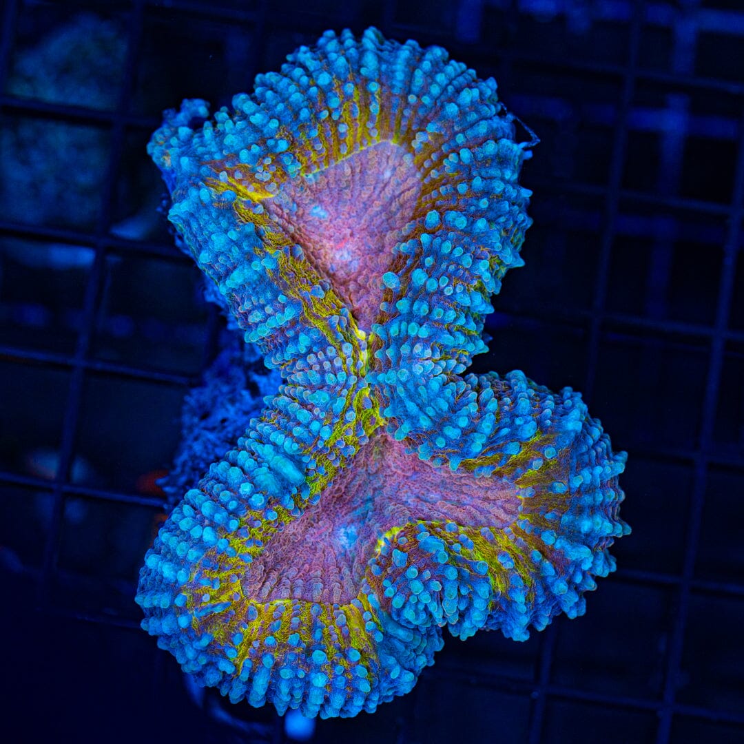 Gold & Pink Lobophyllia - WYSIWYG Reef Lounge Coral 