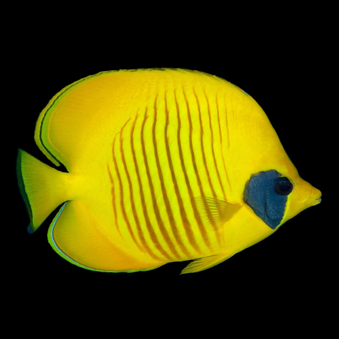 Golden Butterflyfish Fish Reef Lounge USA 