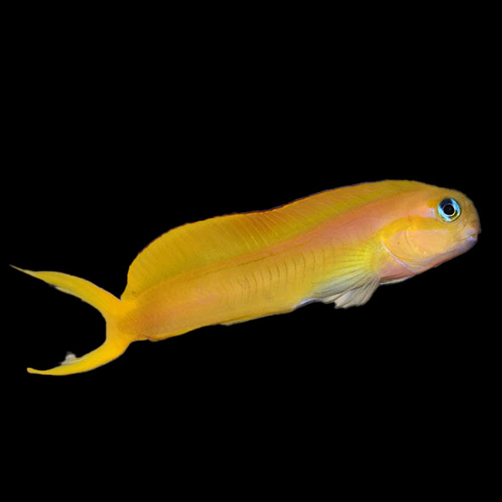 Golden Midas Blenny Fish Reef Lounge USA 