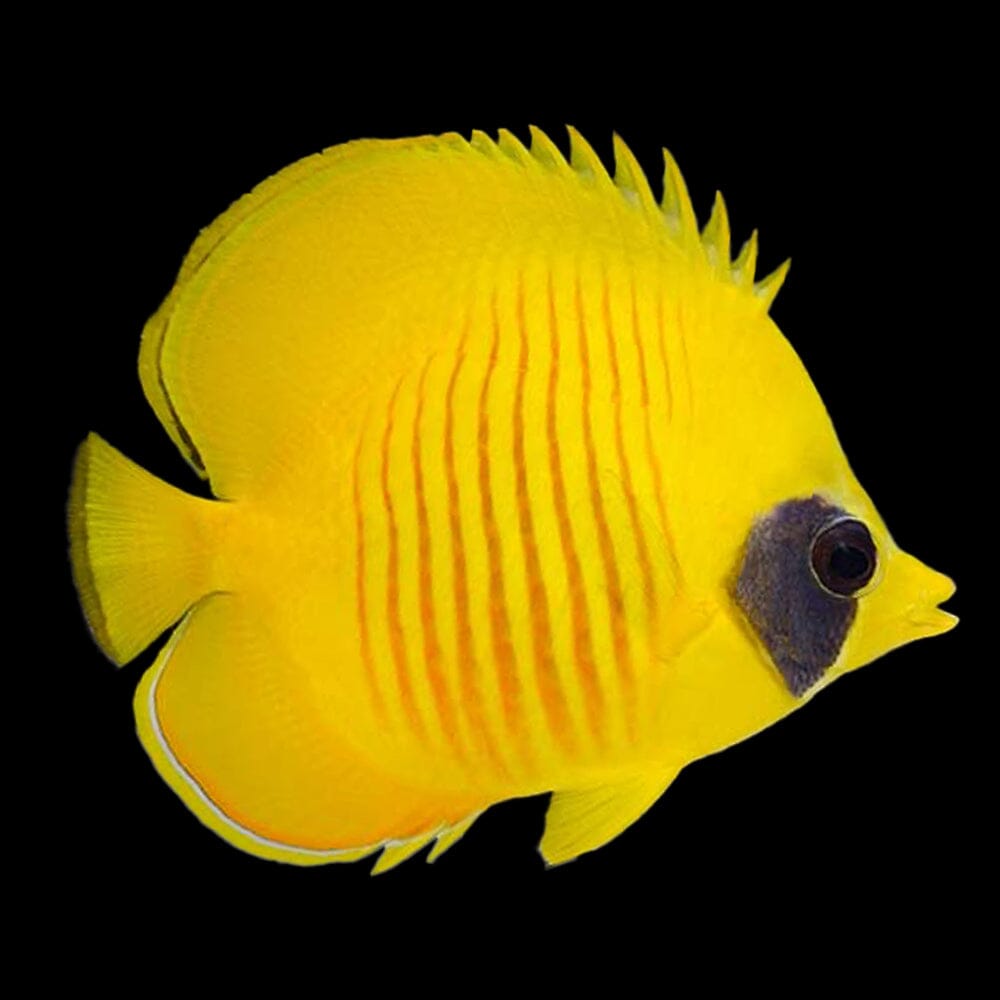 Golden Semilarvatus Butterflyfish Fish Reef Lounge USA 