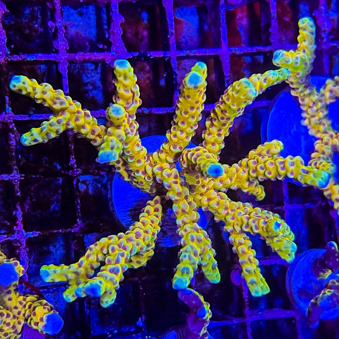 Goldenrod Anacropora Reef Lounge Coral 