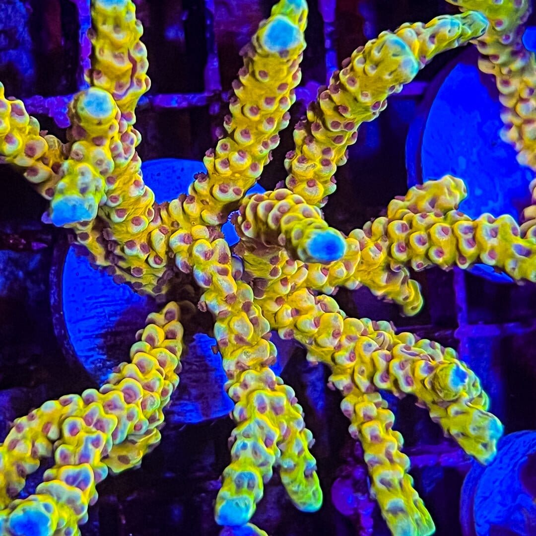 Goldenrod Anacropora Reef Lounge Coral 