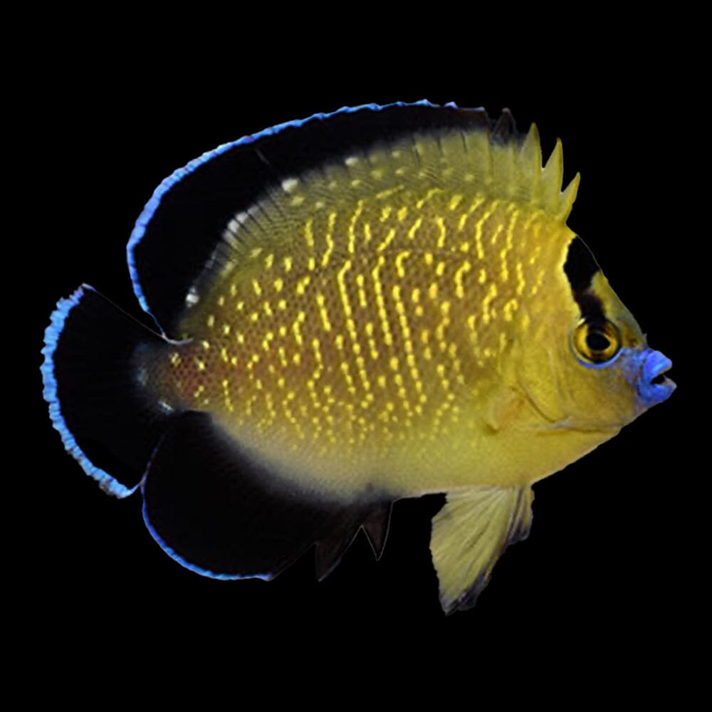 Goldflake Angel Fish Reef Lounge USA 