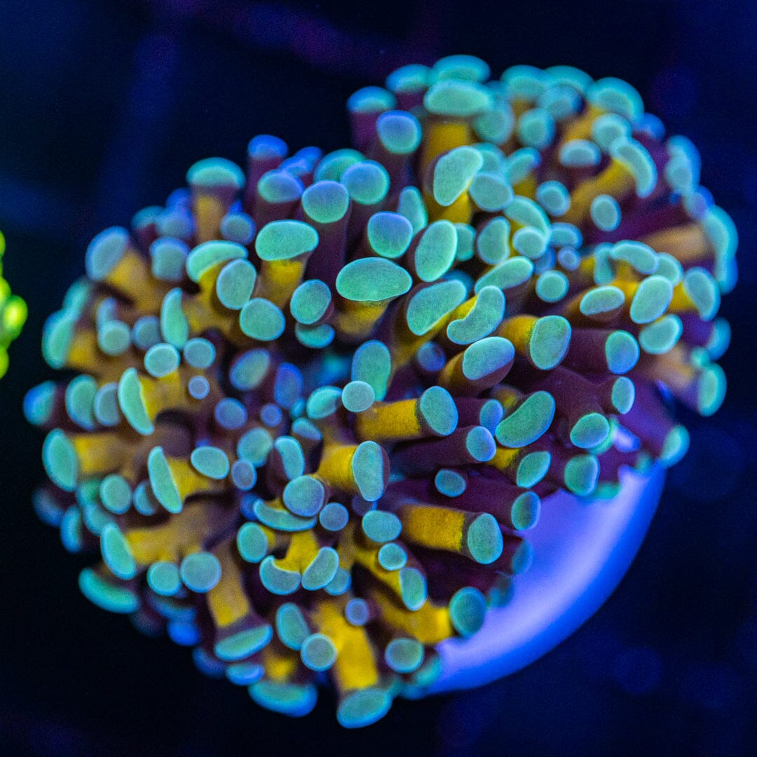 Gold/Purple Hammer - WYSIWYG Reef Lounge Norco 