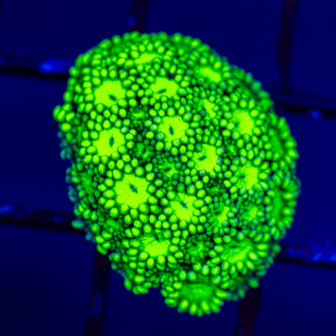 Goniopora 10B - WYSIWYG LPS Coral Reef Lounge USA 