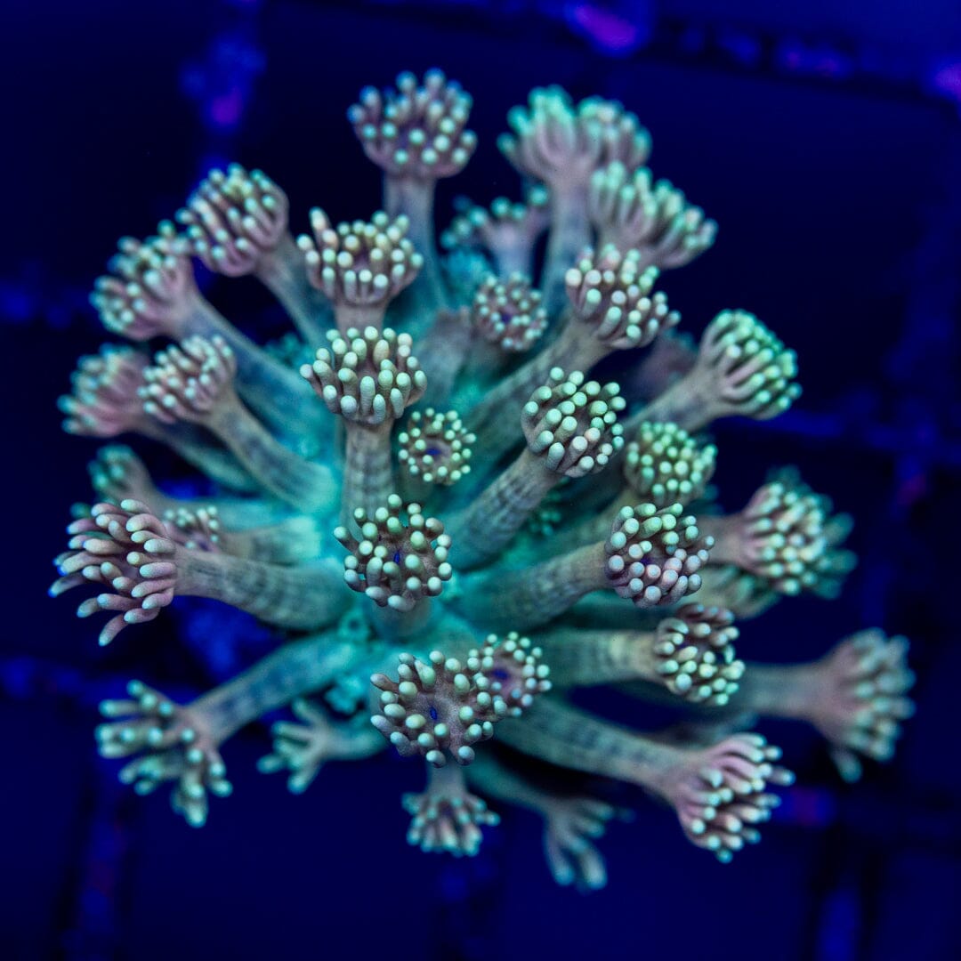 Goniopora 11A - WYSIWYG Reef Lounge Coral 
