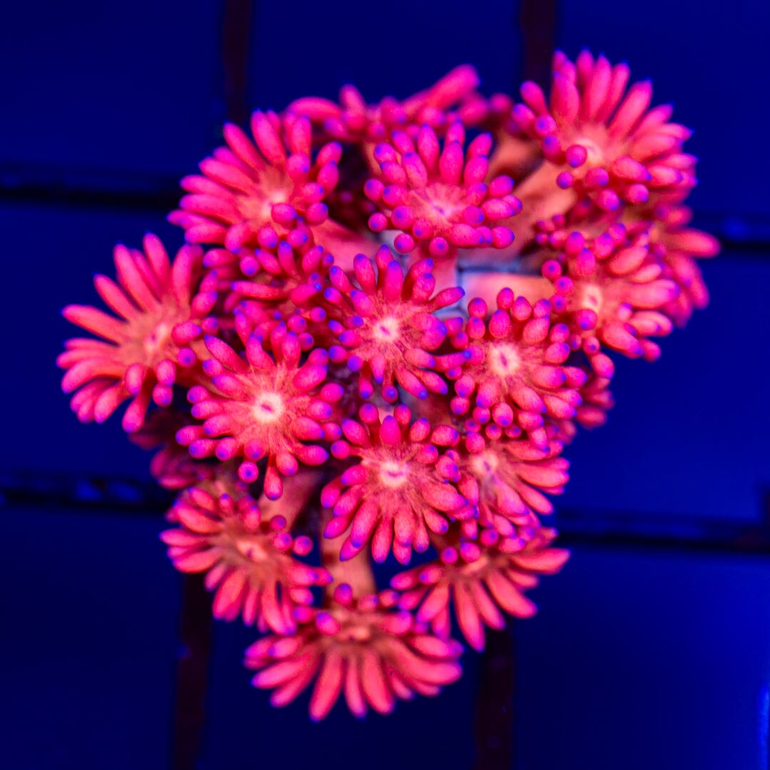 Goniopora 11B - WYSIWYG LPS Coral Reef Lounge USA 