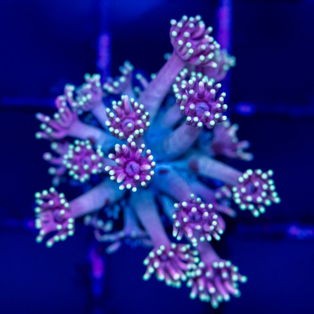 Goniopora 13A - WYSIWYG Reef Lounge Coral 