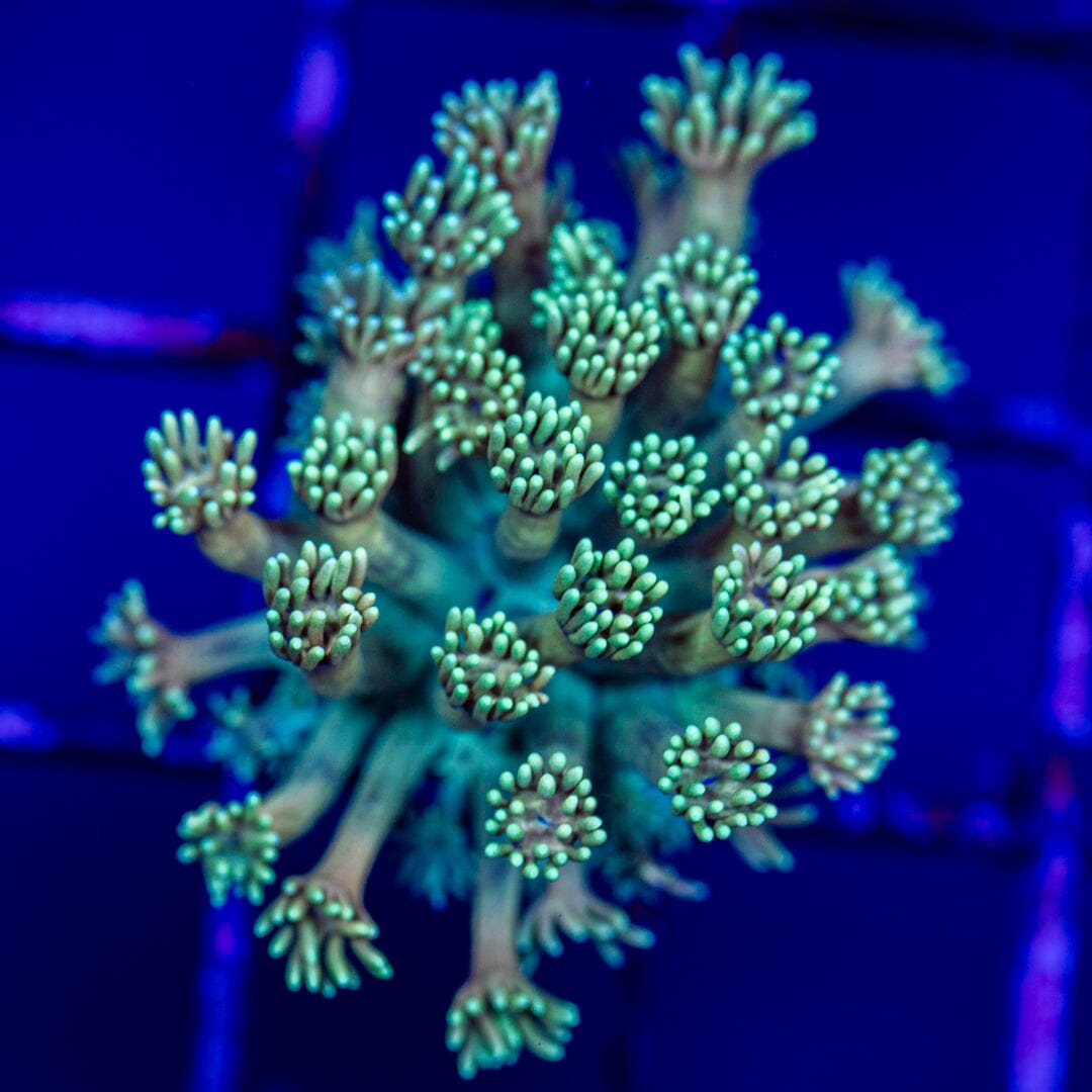 Goniopora 13B - WYSIWYG LPS Coral Reef Lounge USA 