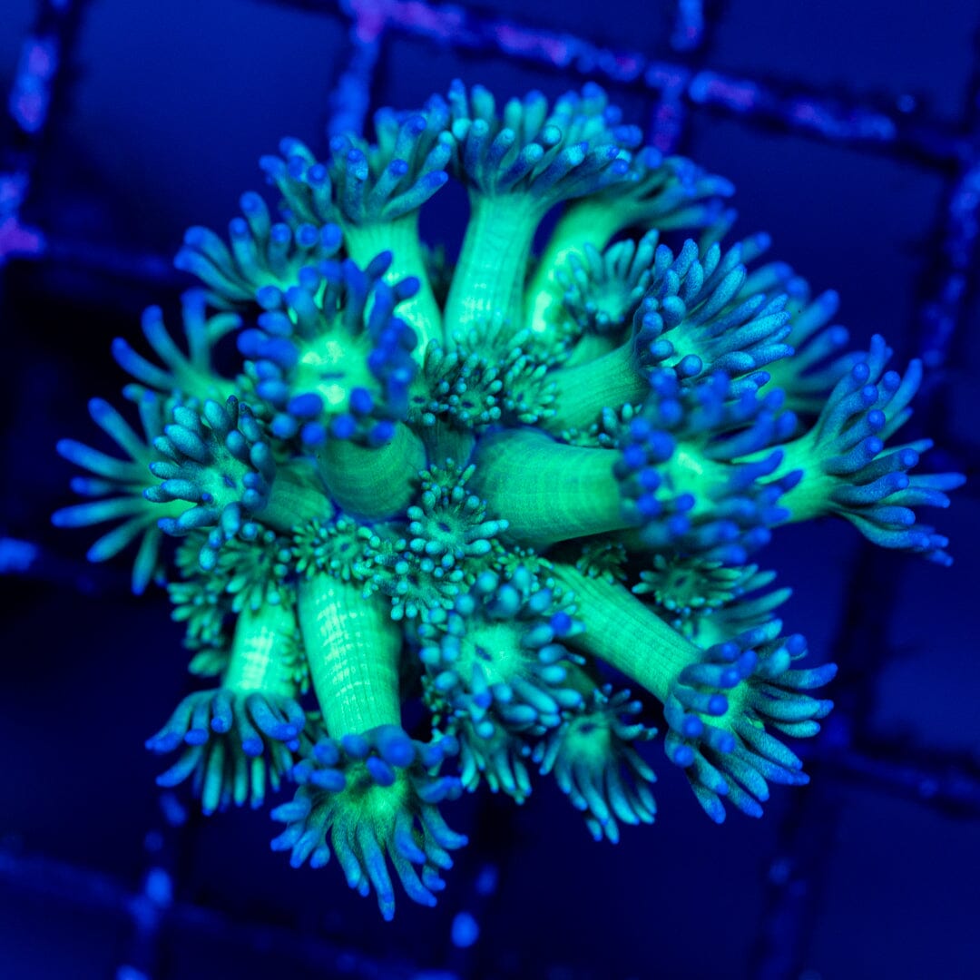 Goniopora 14A - WYSIWYG Reef Lounge Coral 