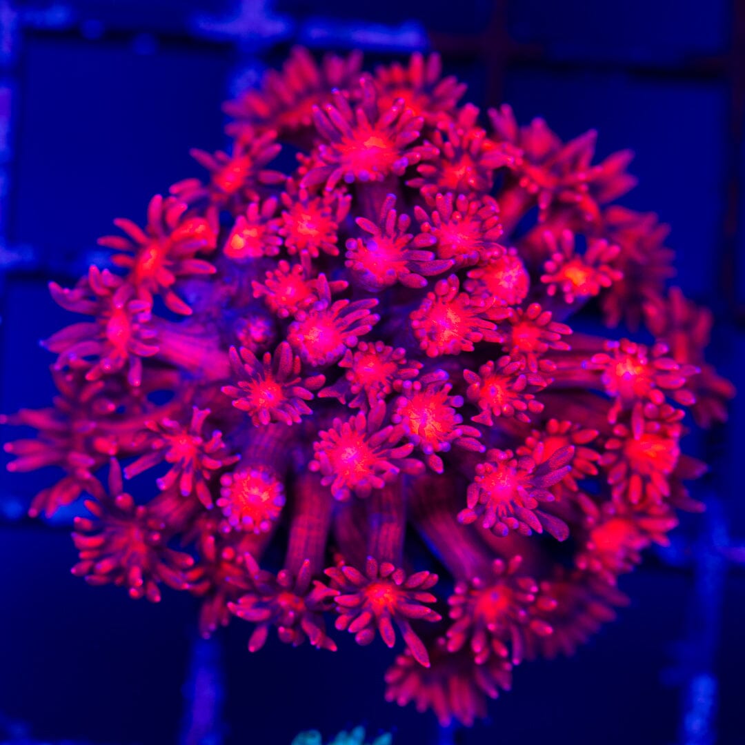 Goniopora 14B - WYSIWYG LPS Coral Reef Lounge USA 