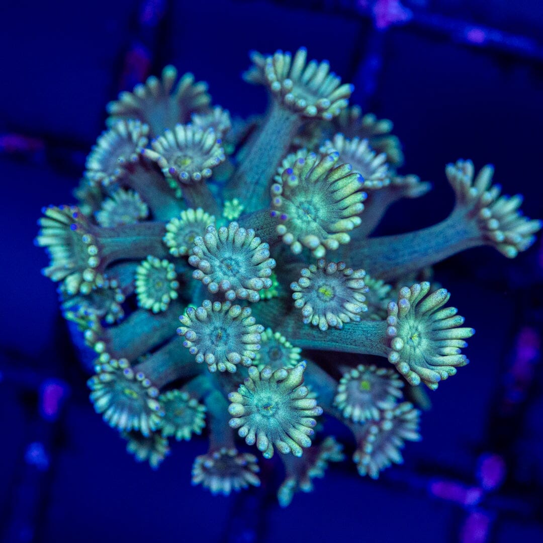Goniopora 15A - WYSIWYG Reef Lounge Coral 