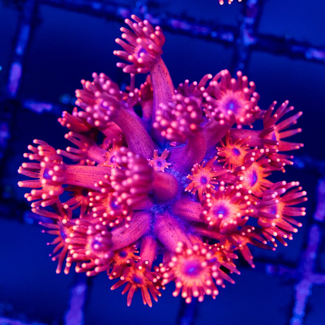 Goniopora 16A - WYSIWYG Reef Lounge Coral 