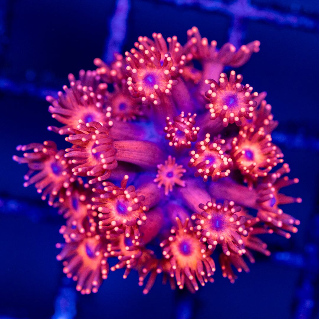 Goniopora 17A - WYSIWYG Reef Lounge Coral 