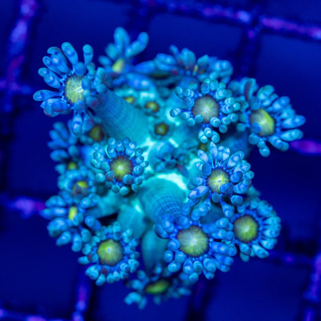 Goniopora 18A - WYSIWYG Reef Lounge Coral 