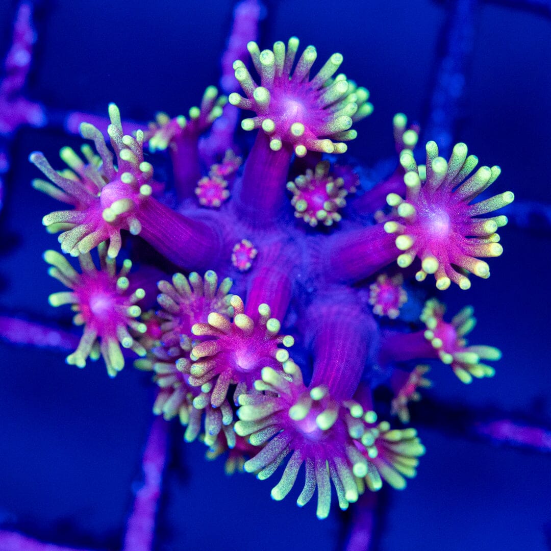 Goniopora 19A - WYSIWYG Reef Lounge Coral 