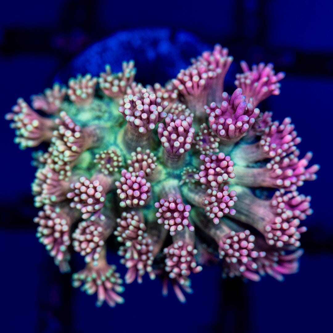 Goniopora 1A - WYSIWYG Reef Lounge Coral 