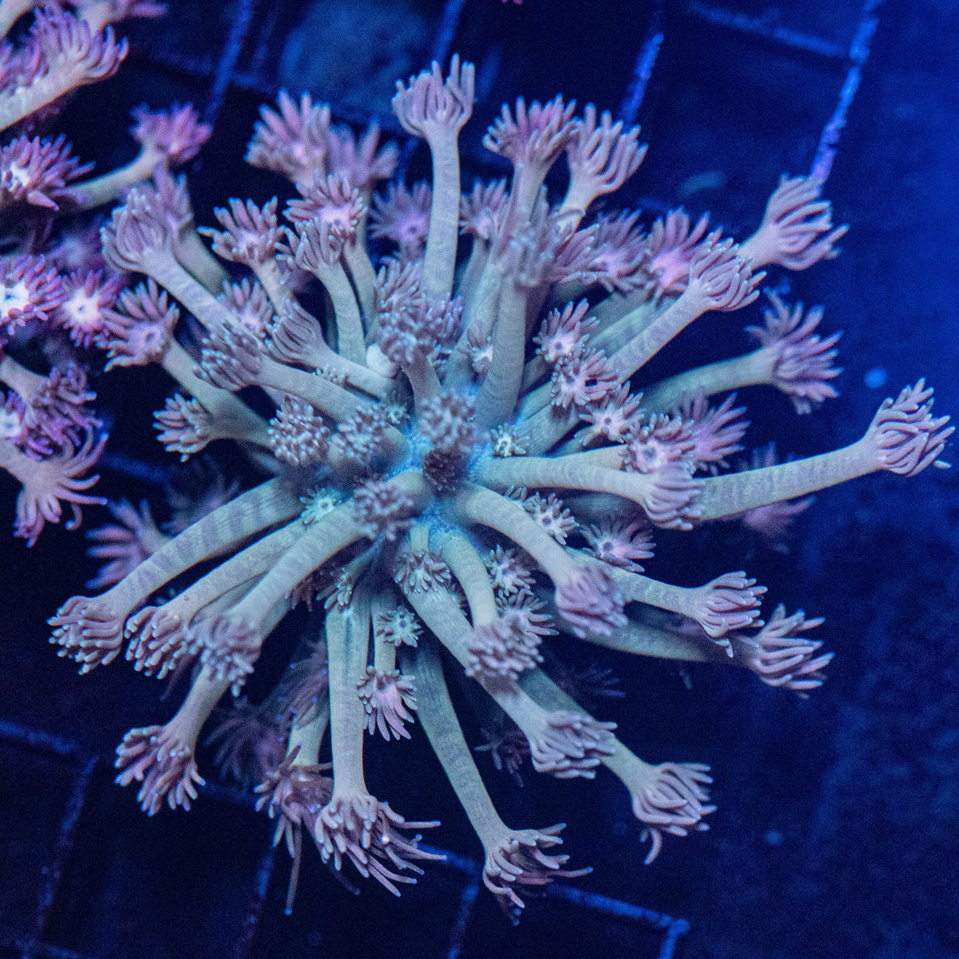 Goniopora 1A - WYSIWYG Reef Lounge Norco 