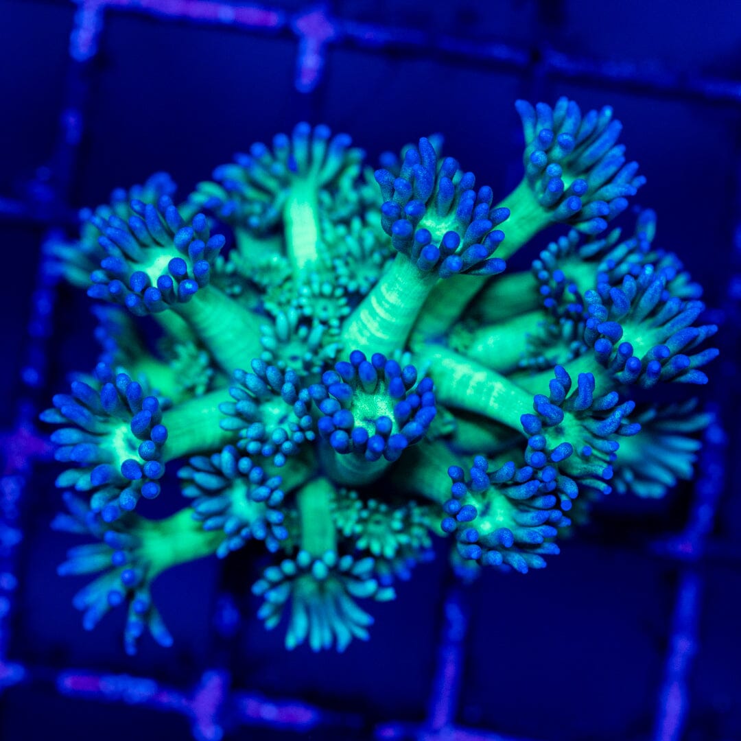 Goniopora 20A - WYSIWYG Reef Lounge Coral 