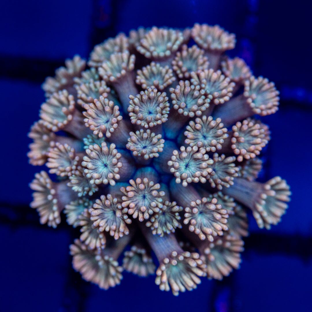 Goniopora 2A - WYSIWYG Reef Lounge Coral 