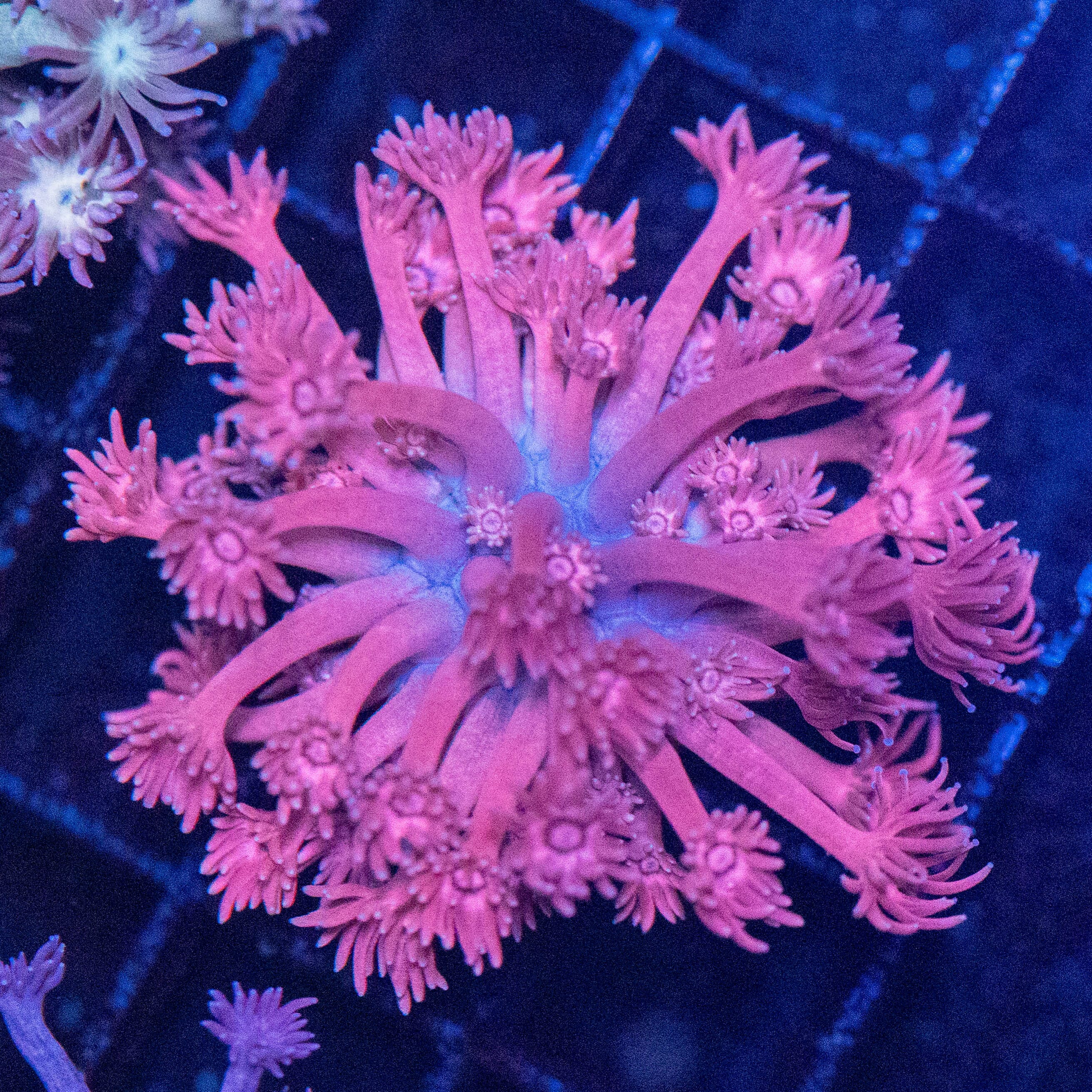 Goniopora 2A - WYSIWYG Reef Lounge Norco 