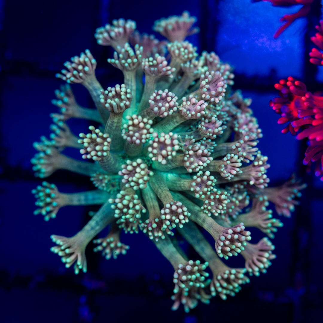 Goniopora 3A - WYSIWYG Reef Lounge Coral 